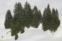directory_images/Pflanzen im Spreewald/7 Laubbaeume und Straeucher/Kieferngewaechse/Fichte-Gewoehnliche-1b_Picea-abies.jpg